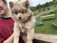 Wesley , a male Pomsky for sale in Brazoria, TX – 5 of 8