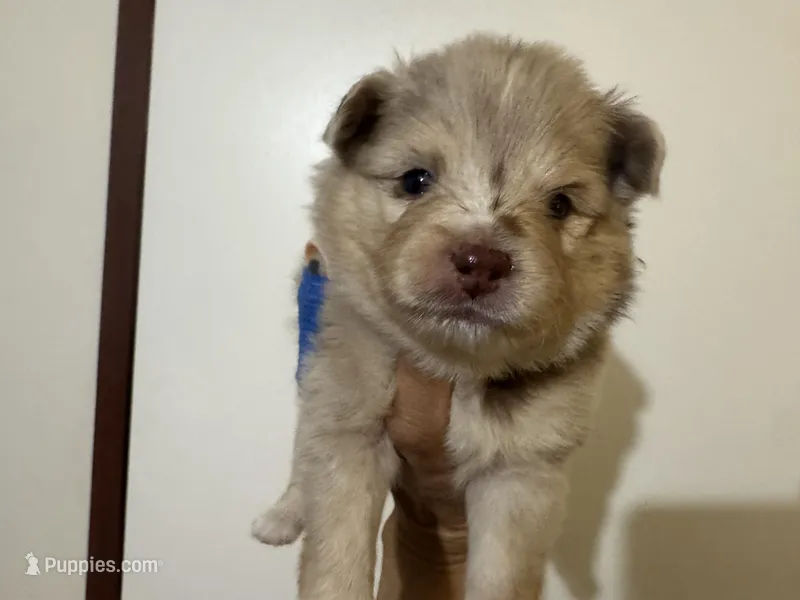 Wesley  – Pomsky puppy for sale in Brazoria, TX