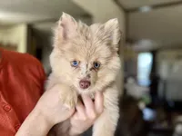 Wesley , a male Pomsky for sale in Brazoria, TX – 6 of 8