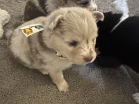 Wesley , a male Pomsky for sale in Brazoria, TX – Photo 7 of 8