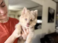 Wesley , a male Pomsky for sale in Brazoria, TX – 7 of 8