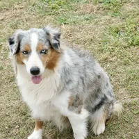 Cheyanne, a female Australian Shepherd for sale in Brazoria, TX – Photo 3 of 6