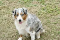 Cheyanne, a female Australian Shepherd for sale in Brazoria, TX – Photo 2 of 5