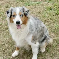 Cheyanne, a female Australian Shepherd for sale in Brazoria, TX – Photo 5 of 6