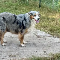Cheyanne, a female Australian Shepherd for sale in Brazoria, TX – Photo 2 of 6