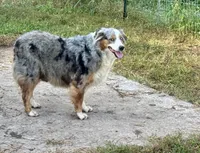 Cheyanne, a female Australian Shepherd for sale in Brazoria, TX – Photo 1 of 5