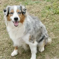 Cheyanne, a female Australian Shepherd for sale in Brazoria, TX – Photo 4 of 6