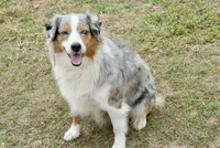 Cheyanne, a female Australian Shepherd for sale in Brazoria, TX – Photo 3 of 5