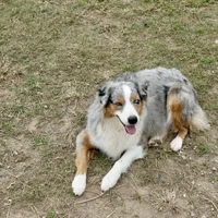 Cheyanne, a female Australian Shepherd for sale in Brazoria, TX – Photo 6 of 6