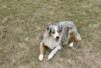 Cheyanne, a female Australian Shepherd for sale in Brazoria, TX – Photo 5 of 5
