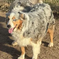 Cheyanne, a female Australian Shepherd for sale in Brazoria, TX – Photo 1 of 6