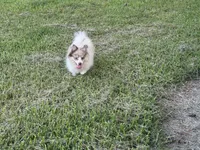 Brinlee, a female Pomsky for sale in Brazoria, TX – 3 of 5