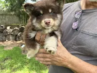Enzo, a male Pomsky for sale in Brazoria, TX – 2 of 8