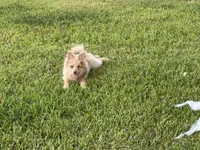 Wesley , a male Pomsky for sale in Brazoria, TX – 4 of 7