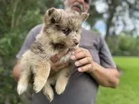 Hazel , a female Pomsky for sale in Brazoria, TX – 2 of 9