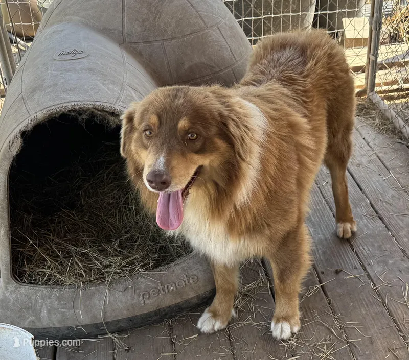 Peanut AKC – Australian Shepherd puppy for sale in Brazoria, TX