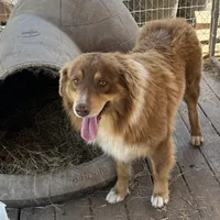 Peanut AKC, a male Australian Shepherd for sale in Brazoria, TX – Photo 1 of 6