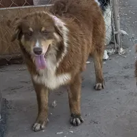 Peanut AKC, a male Australian Shepherd for sale in Brazoria, TX – Photo 5 of 6