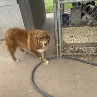 Peanut AKC, a male Australian Shepherd for sale in Brazoria, TX – Photo 6 of 6