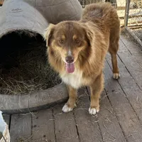 Peanut AKC, a male Australian Shepherd for sale in Brazoria, TX – Photo 2 of 6