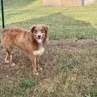 Peanut AKC, a male Australian Shepherd for sale in Brazoria, TX – Photo 4 of 6