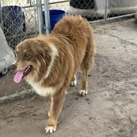 Peanut AKC, a male Australian Shepherd for sale in Brazoria, TX – Photo 3 of 6
