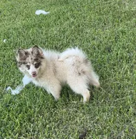 Oakley , a male Pomsky for sale in Brazoria, TX – 3 of 7