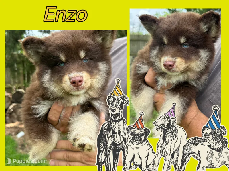 Enzo, a male Pomsky for sale in Brazoria, TX – 1 of 8