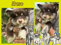 Enzo, a male Pomsky for sale in Brazoria, TX – 1 of 8