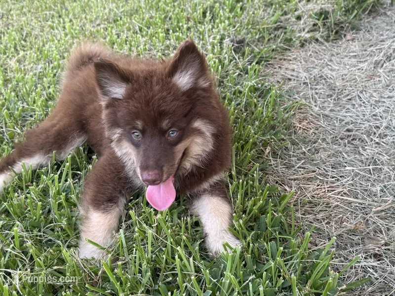 Koa  – Pomsky puppy for sale in Brazoria, TX