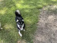 Whitney , a female Pomsky for sale in Brazoria, TX – 3 of 10