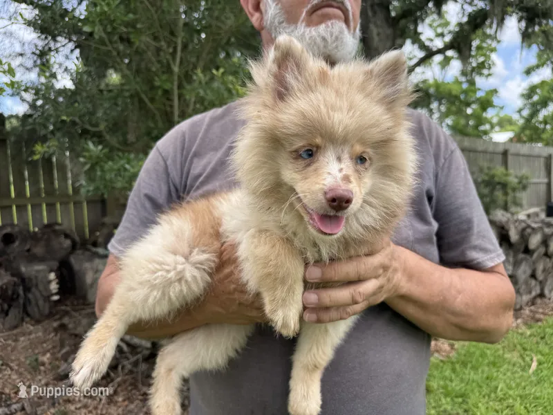 Wesley  – Pomsky puppy for sale in Brazoria, TX
