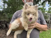 Wesley , a male Pomsky for sale in Brazoria, TX – 3 of 8