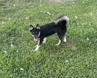 Whitney , a female Pomsky for sale in Brazoria, TX – 2 of 8