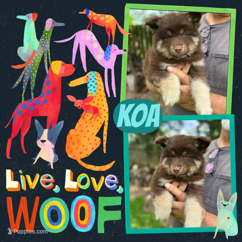 Koa  – Pomsky puppy for sale in Brazoria, TX
