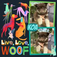 Koa , a male Pomsky for sale in Brazoria, TX – 2 of 9