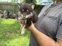 Remy, a male Pomsky for sale in Brazoria, TX – 1 of 8