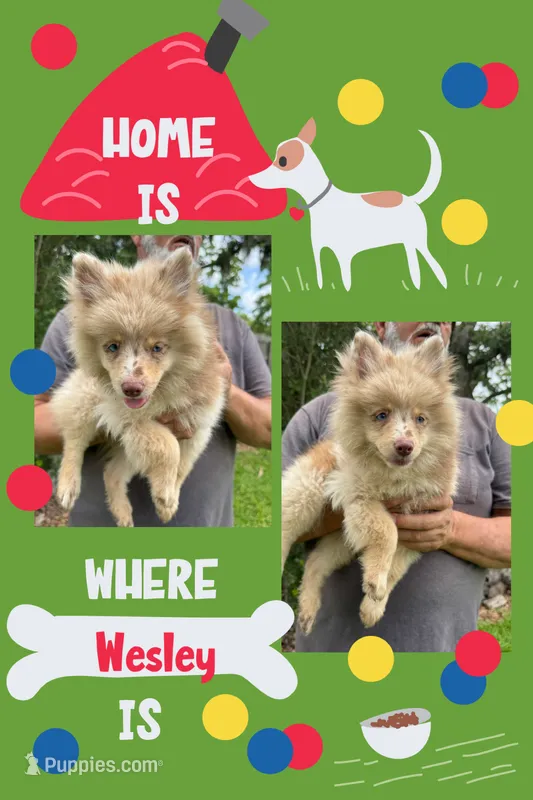 Wesley  – Pomsky puppy for sale in Brazoria, TX