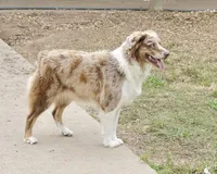 Willa AKC , a female Australian Shepherd for sale in Brazoria, TX – Photo 2 of 3