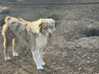 Willa AKC , a female Australian Shepherd for sale in Brazoria, TX – Photo 3 of 3