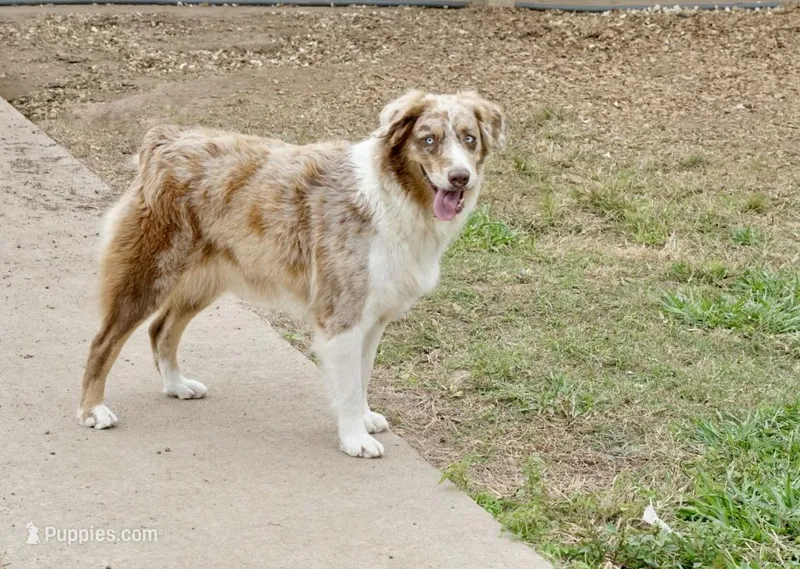 Willa AKC  – Australian Shepherd puppy for sale in Brazoria, TX