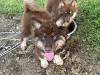 Koa , a male Pomsky for sale in Brazoria, TX – 4 of 8