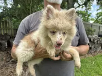 Wesley , a male Pomsky for sale in Brazoria, TX – 2 of 8