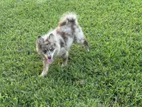 Hazel , a female Pomsky for sale in Brazoria, TX – 3 of 7