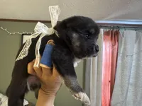 Whitney , a female Pomsky for sale in Brazoria, TX – Photo 3 of 9