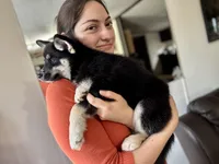 Whitney , a female Pomsky for sale in Brazoria, TX – 1 of 8