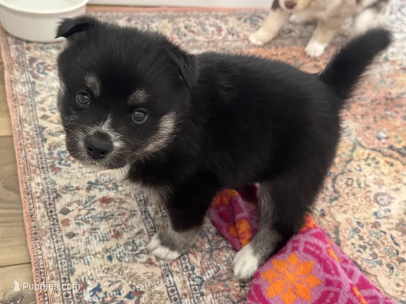 Whitney  – Pomsky puppy for sale in Brazoria, TX