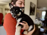 Whitney , a female Pomsky for sale in Brazoria, TX – 4 of 8