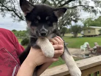 Whitney , a female Pomsky for sale in Brazoria, TX – 7 of 8