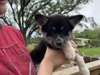 Whitney , a female Pomsky for sale in Brazoria, TX – 6 of 8